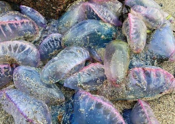 Man O'War jellyfish have tentacles which can stretch out to 160ft (file)